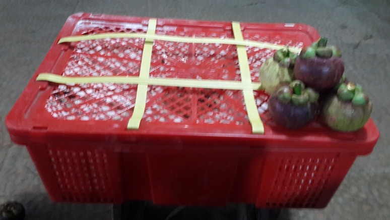 Picture of Mangosteen