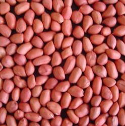 Picture of Groundnut