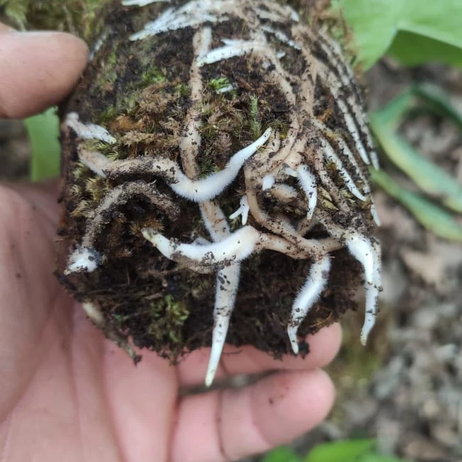 تصویر  فایبر پیت