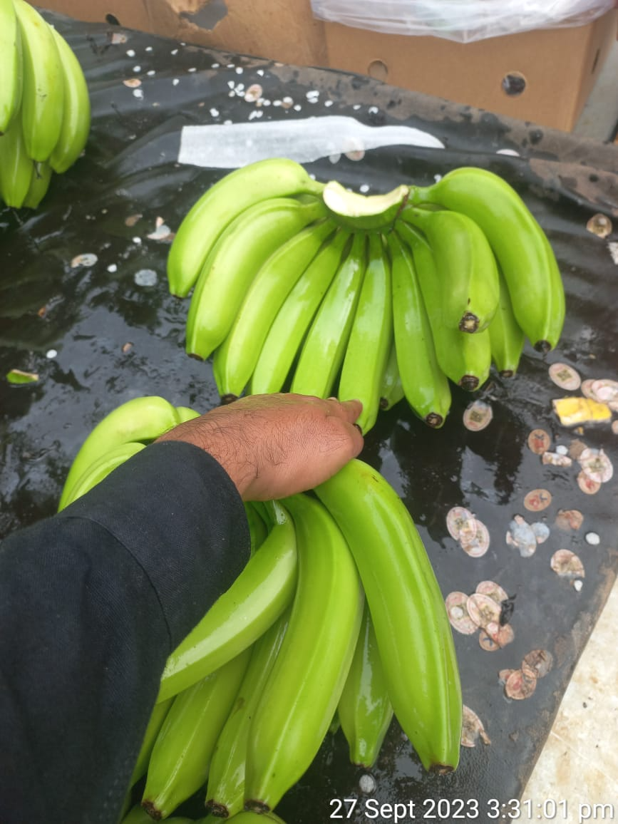 Picture of G9 Cavendish Bananas